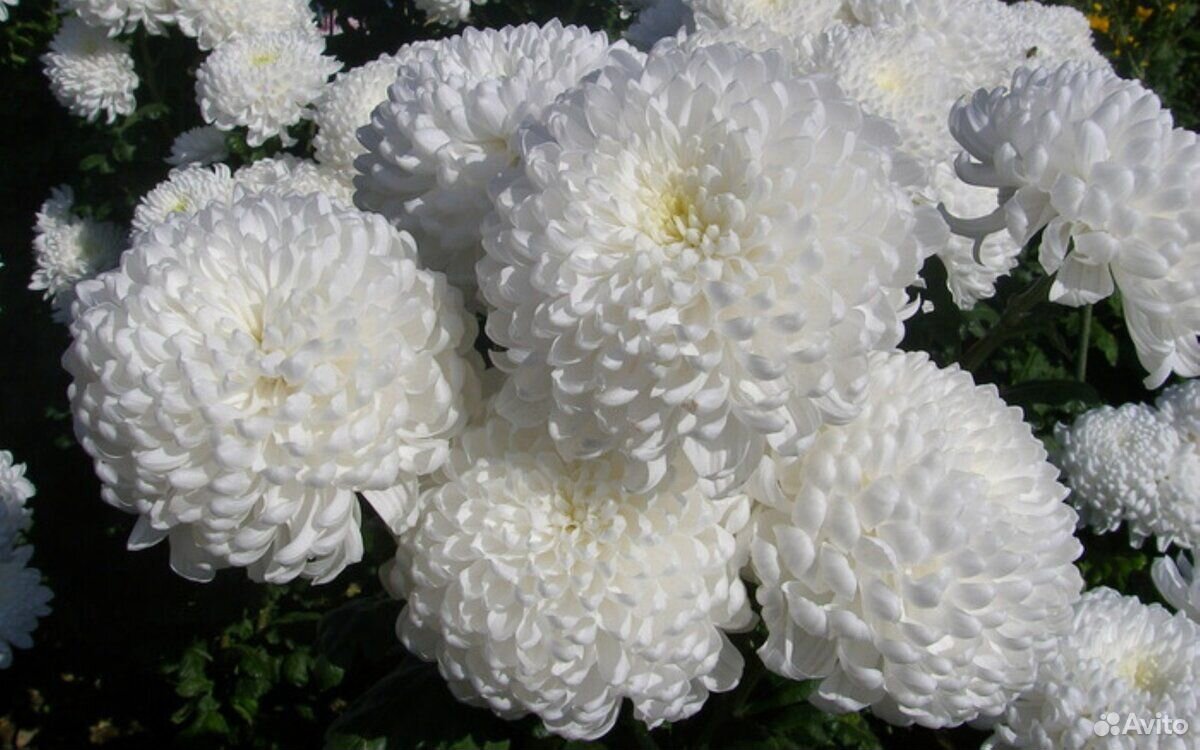 Белые Цветы Большие Шапки