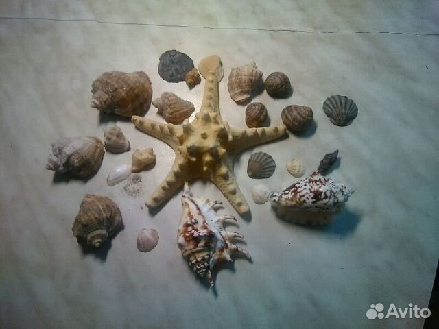 Ракушки поделки для аквариума Ракушки поделки для аквариума