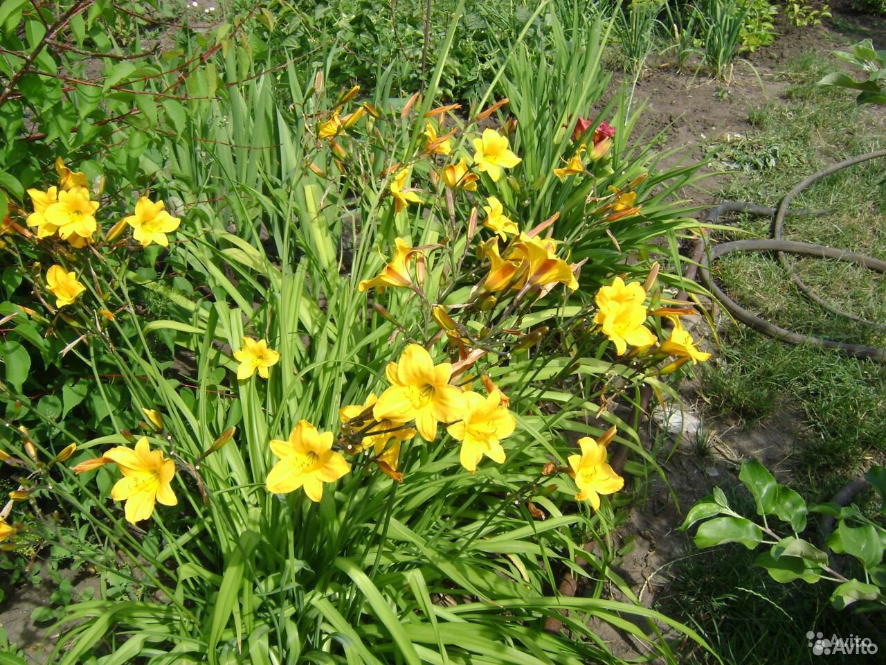 Многолетние цветы - Лилейник желтый купить на Зозу.ру - фотография № 1