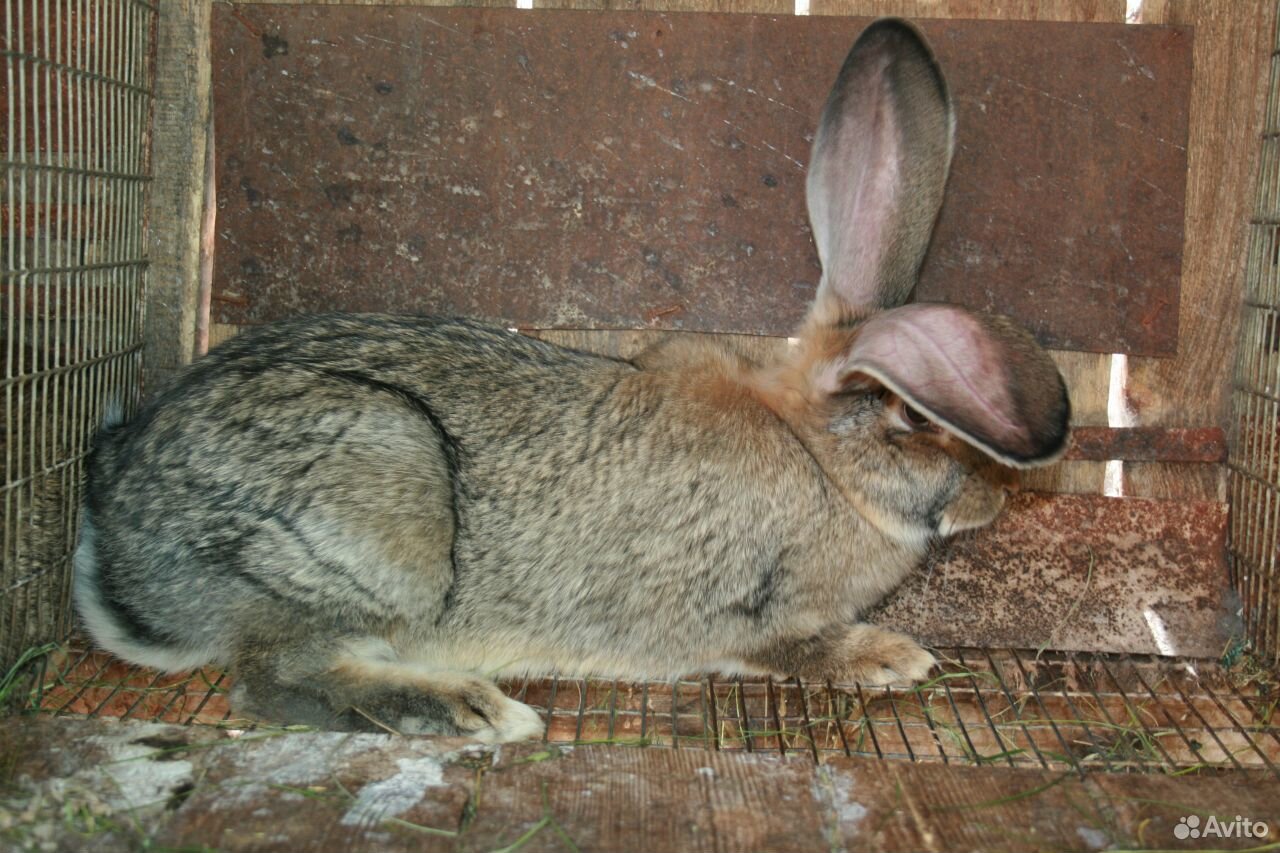 Продаются кролики элитной породы Фландер купить на Зозу.ру - фотография № 3