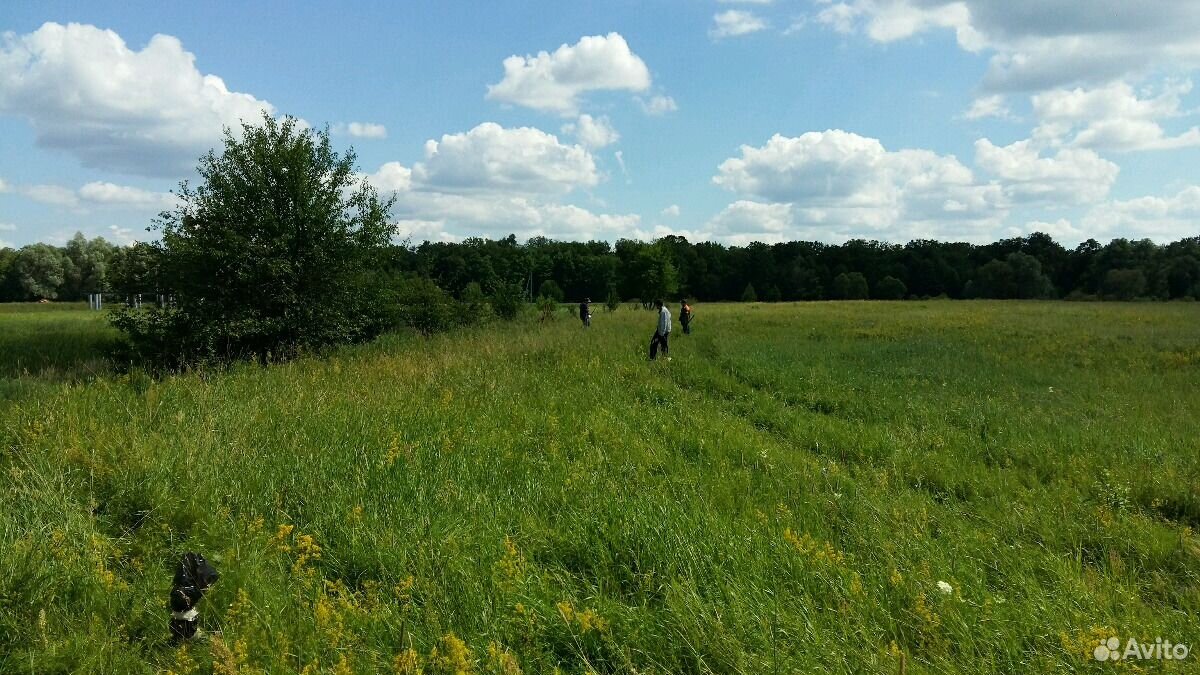 Участок воронежская. Поляна Рамонь. Чистая Поляна. Село Бор Рамонского района Воронежской области. Земельные ресурсы Рамони.