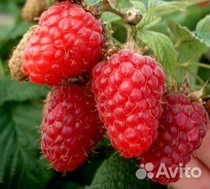 Саженцы ягодных кустарников купить на Зозу.ру - фотография № 3