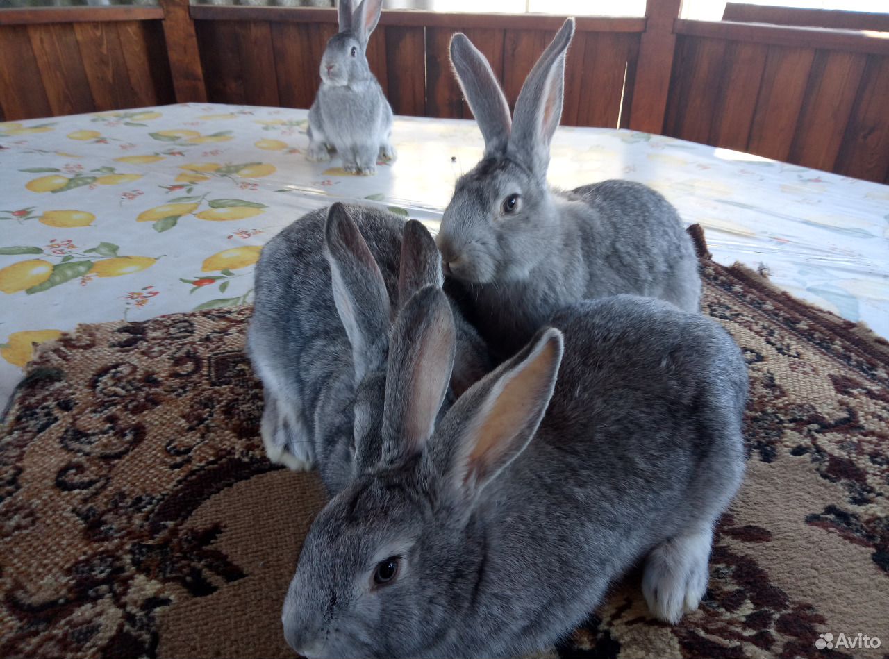Калифорнийские Кролики Купить В Нижегородской Области Починки