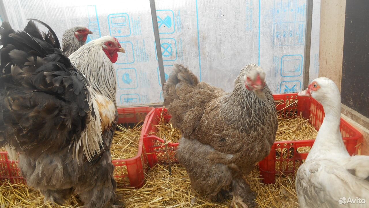 Инкуб. яйцо, цыплята Брама, Маран, Амрокс купить на Зозу.ру - фотография № 1