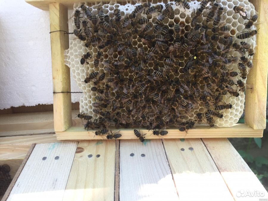 Пчелы карника, отводки, матки, пчелопакеты купить на Зозу.ру - фотография № 4