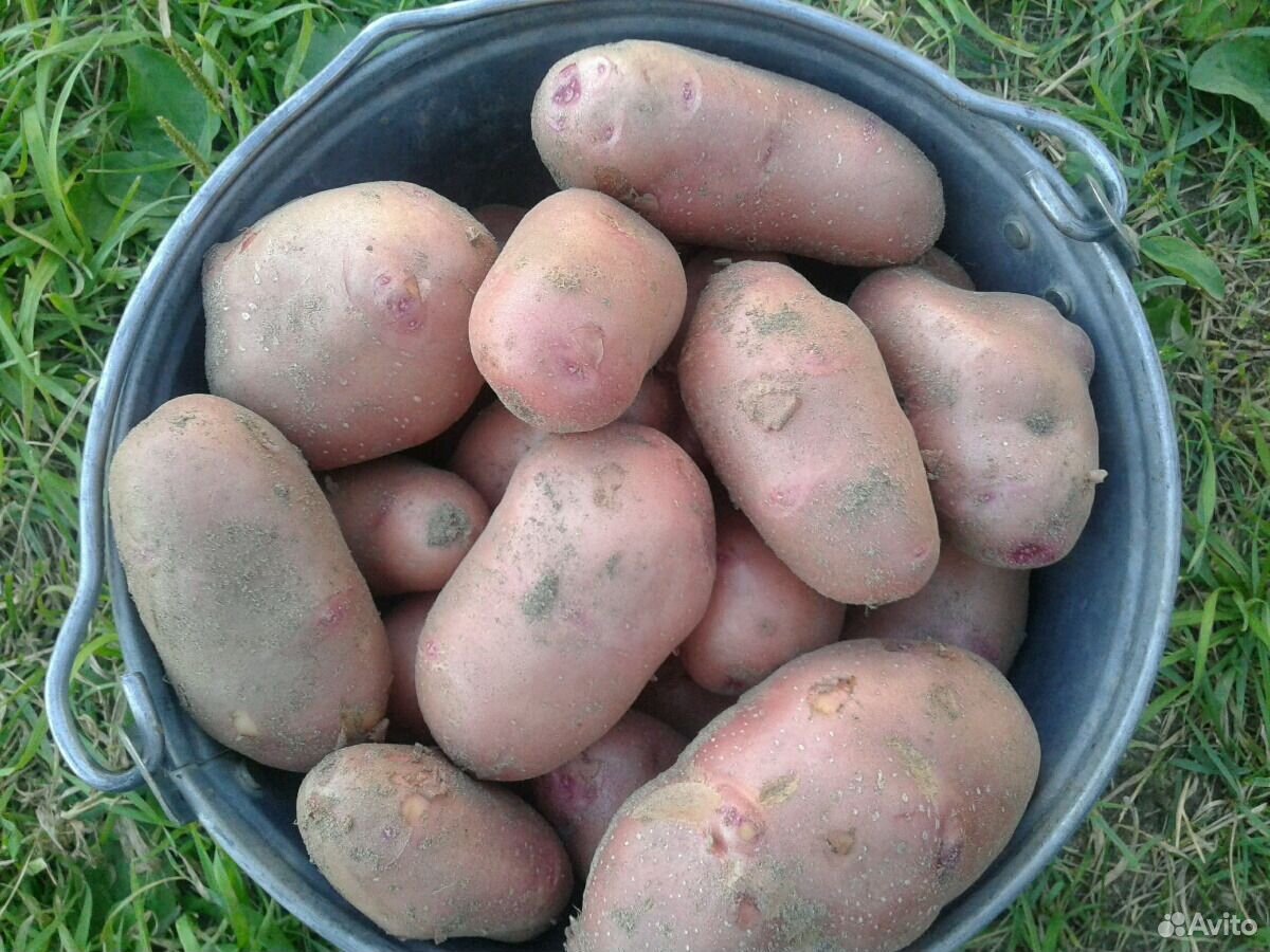 Картофель свежий. Урожай 2020 купить на Зозу.ру - фотография № 3