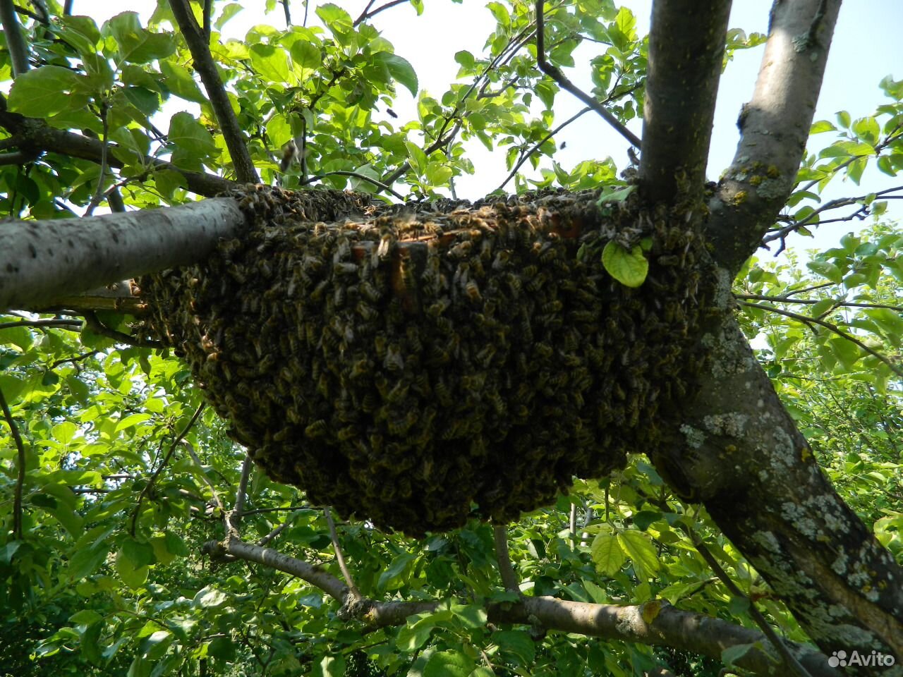 Подмор пчелиный сушеный, масло и его вытяжка купить на Зозу.ру - фотография № 3