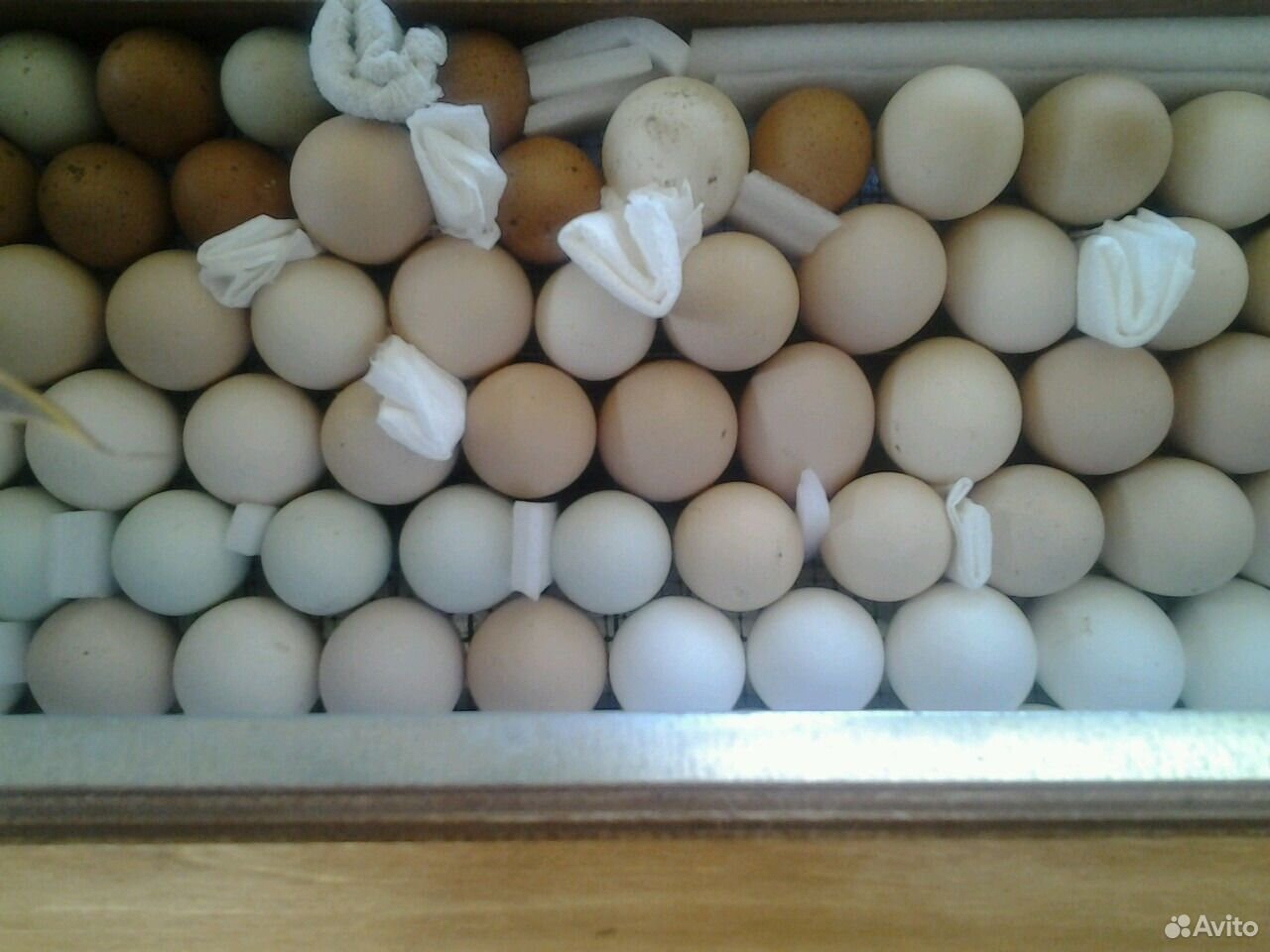 Купить инкубационные яйца пород кур. Инкубационное яйцо Леггорн купить. Купить инкубационное яйцо породных кур.