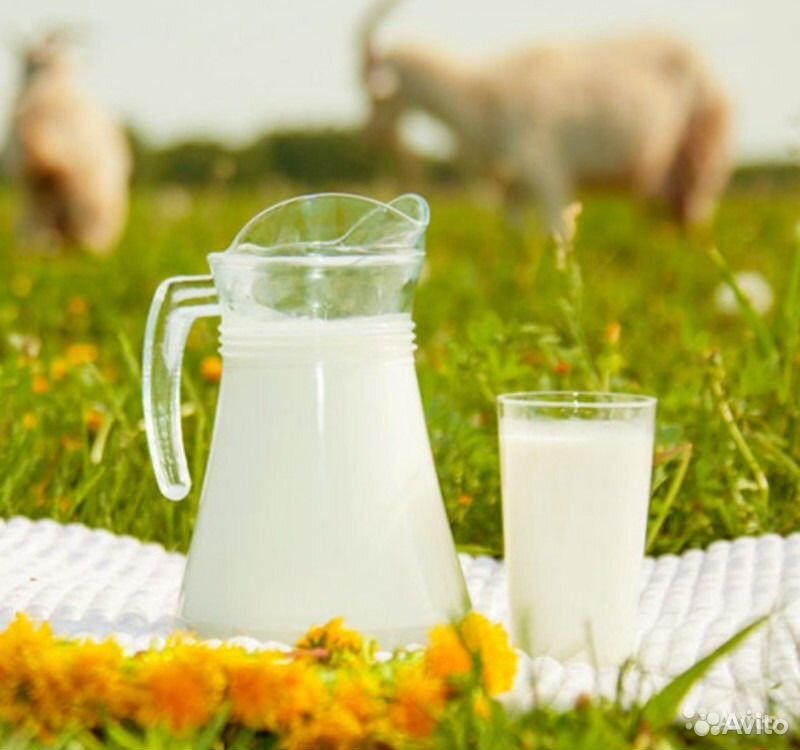 Домашнее козье молоко, творог и сметана купить на Зозу.ру - фотография № 1
