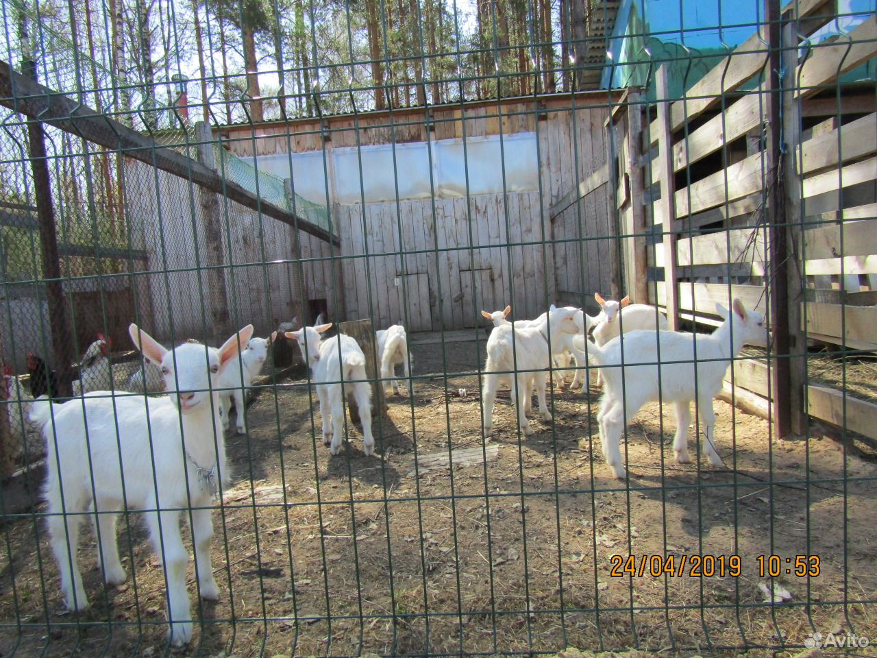 Продаются чистопородные зааненские козлята купить на Зозу.ру - фотография № 1