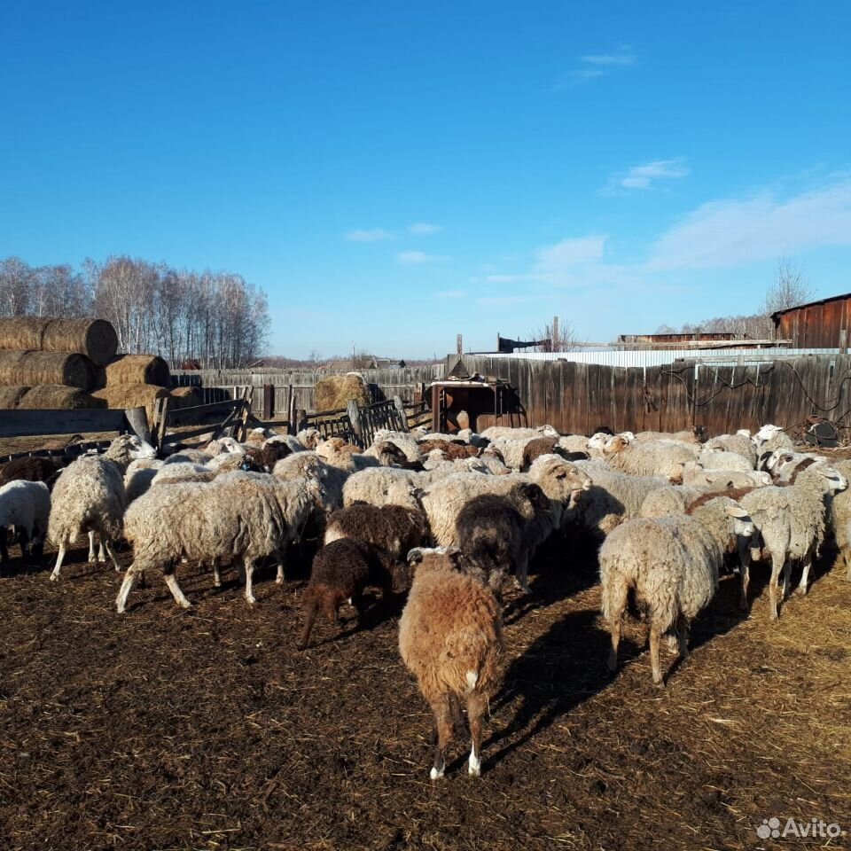 Продажа лошадей, овец, баранов купить на Зозу.ру - фотография № 3
