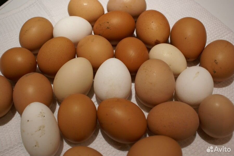Продам деревенские яйца купить на Зозу.ру - фотография № 1