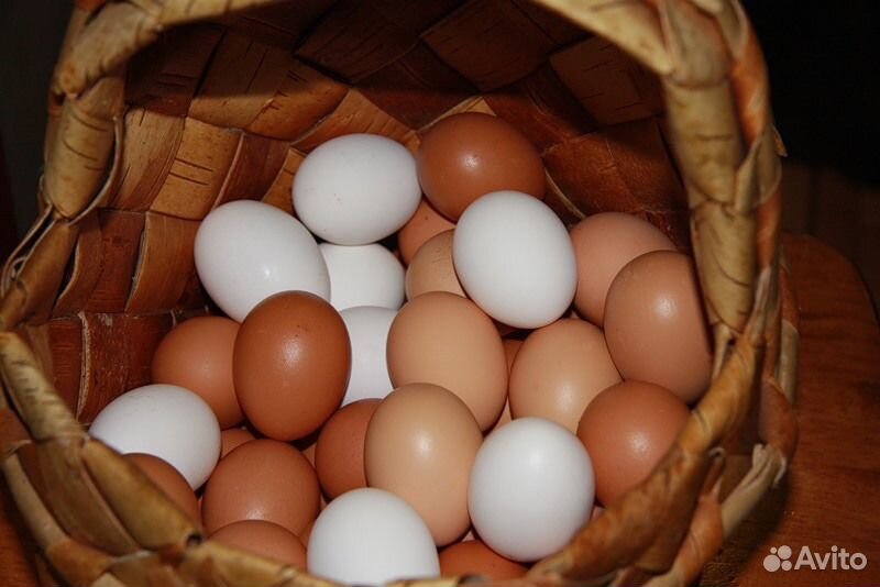 Яйцо куриное, домашнее купить на Зозу.ру - фотография № 1