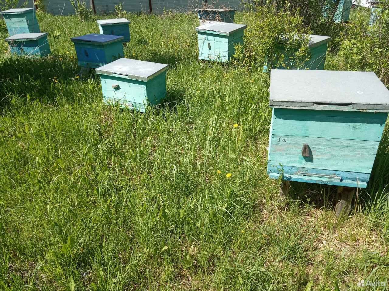 Авито Грязи Продажа Ульев И Магазинов – Telegraph