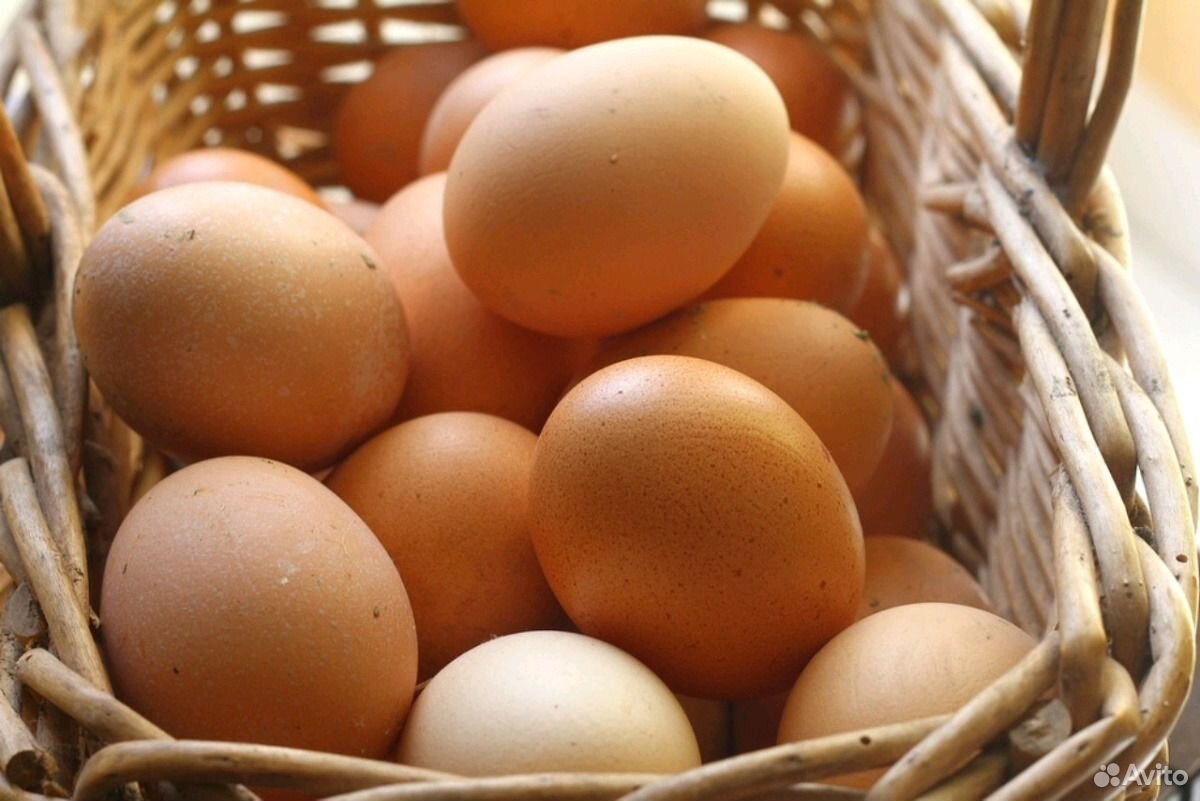 Домашние яйцо купить на Зозу.ру - фотография № 1