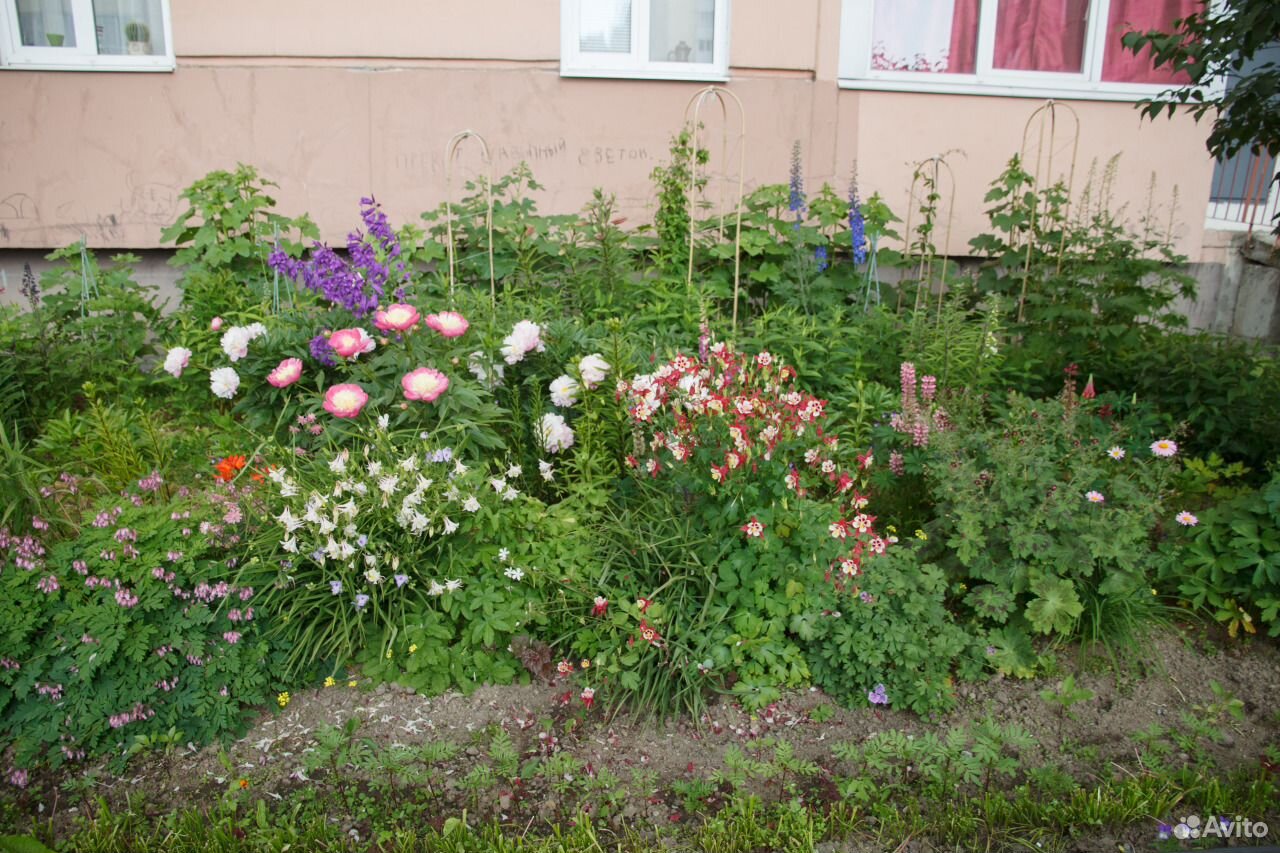 Растения и цветы для дачи или городского цветника купить на Зозу.ру - фотография № 1
