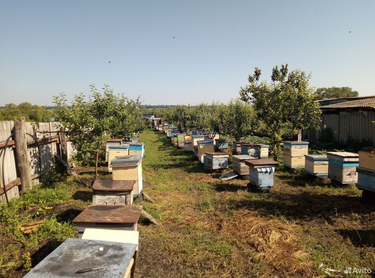 Медоносные Пчёлы купить на Зозу.ру - фотография № 2