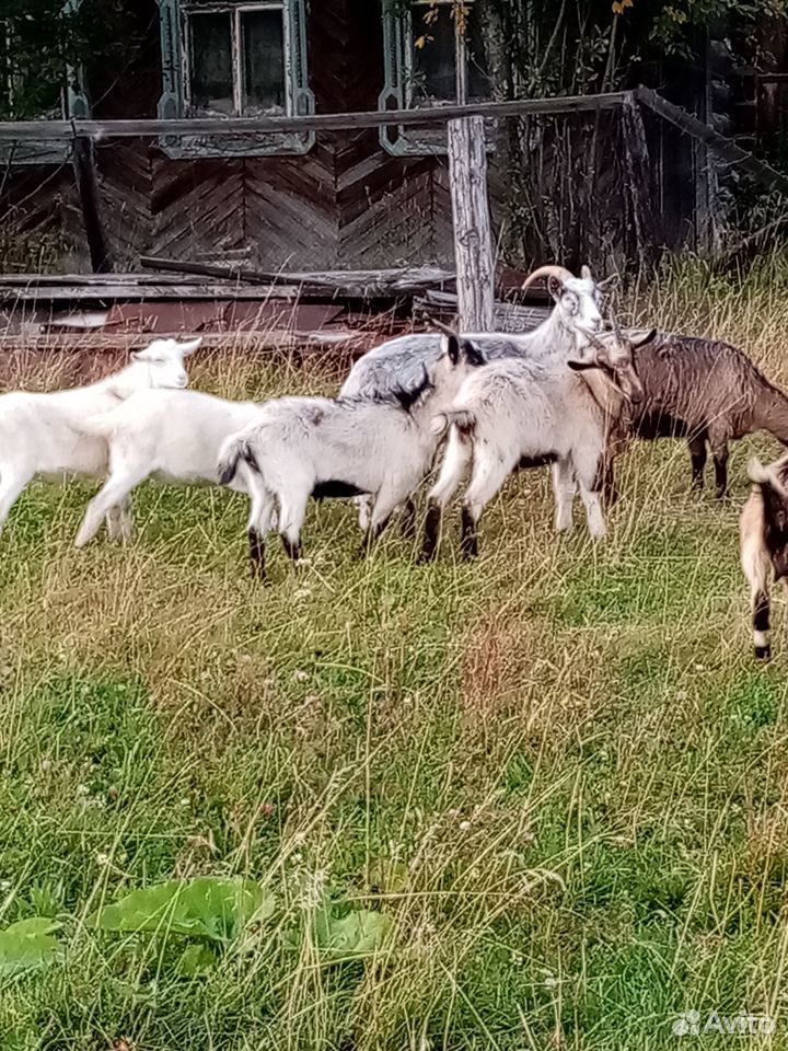 Овцы, козы купить на Зозу.ру - фотография № 1