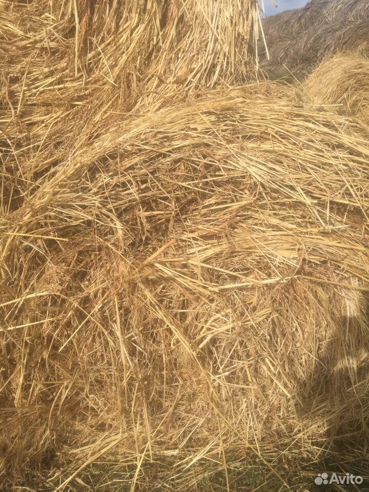 Сено суданская трава купить на Зозу.ру - фотография № 3