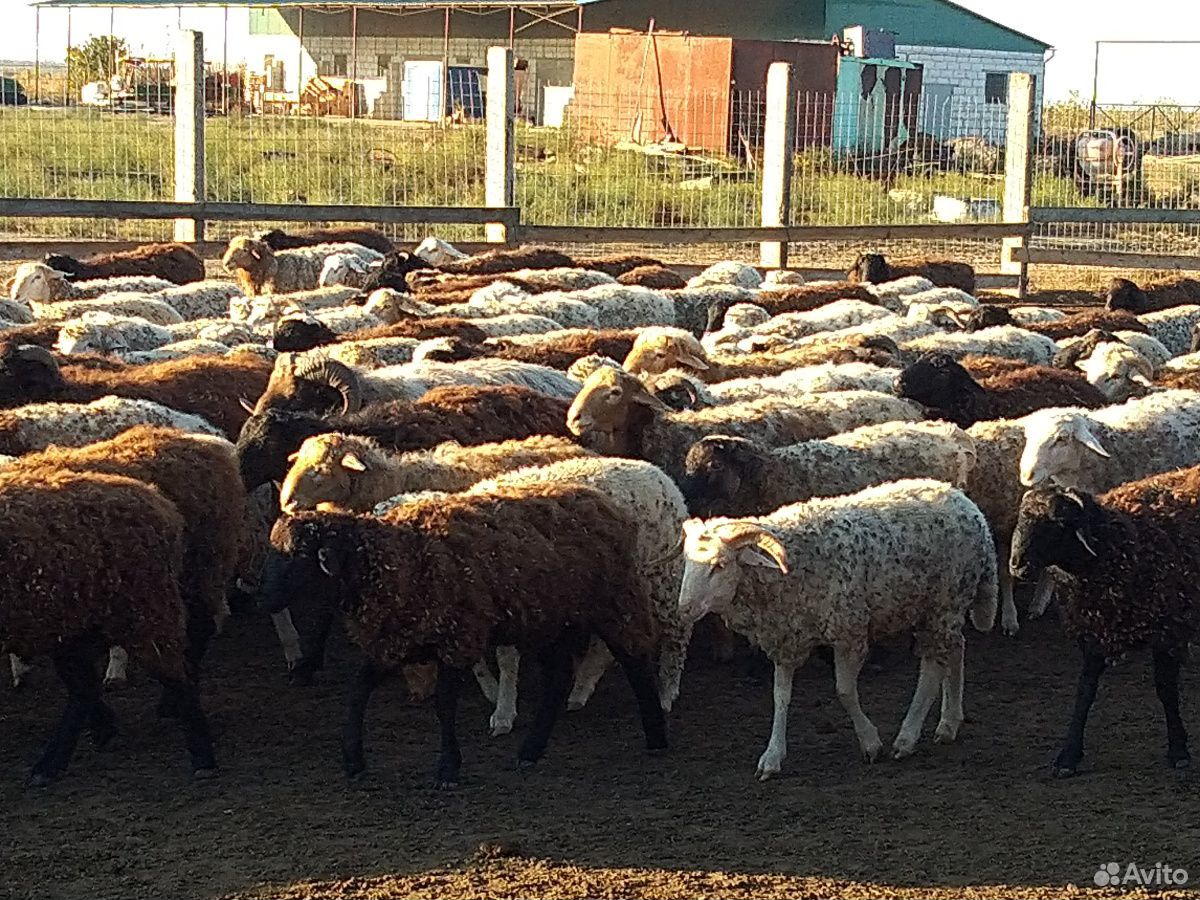 Продам овец с ягнятами купить на Зозу.ру - фотография № 1