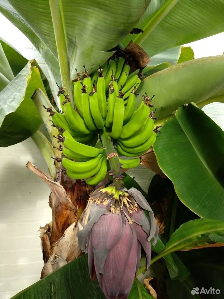 Банан тропикана фото