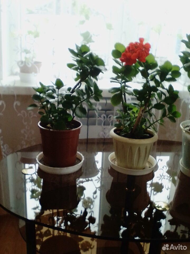Каланхое цветущий купить на Зозу.ру - фотография № 3