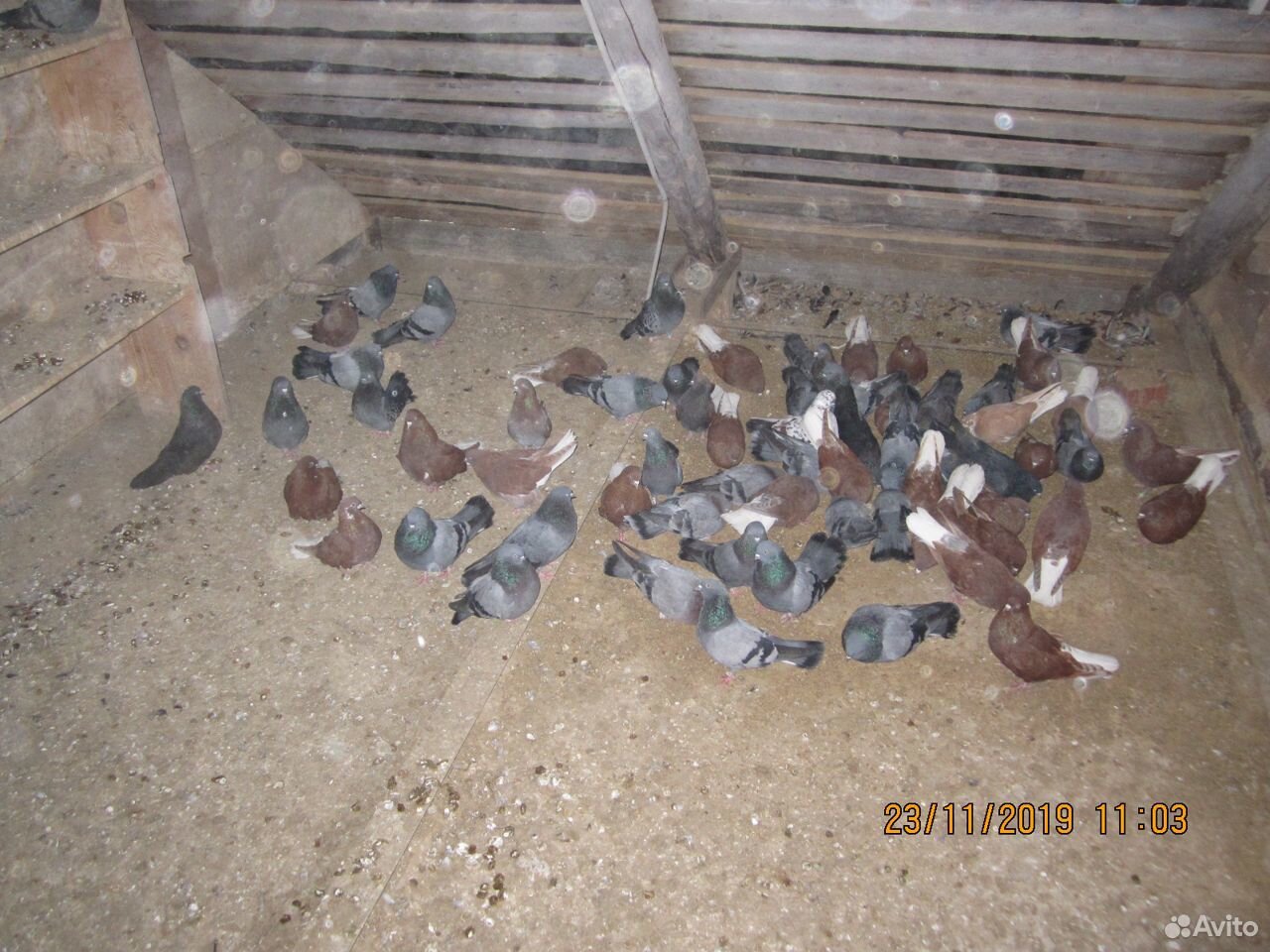 Продам Николаевских голубей в кол-ве 100 штук купить на Зозу.ру - фотография № 8