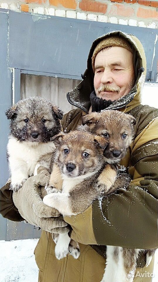 Щенки Лайки Купить В Ивановской Области