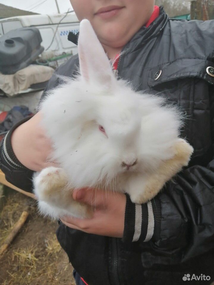 Кролик купить на Зозу.ру - фотография № 8