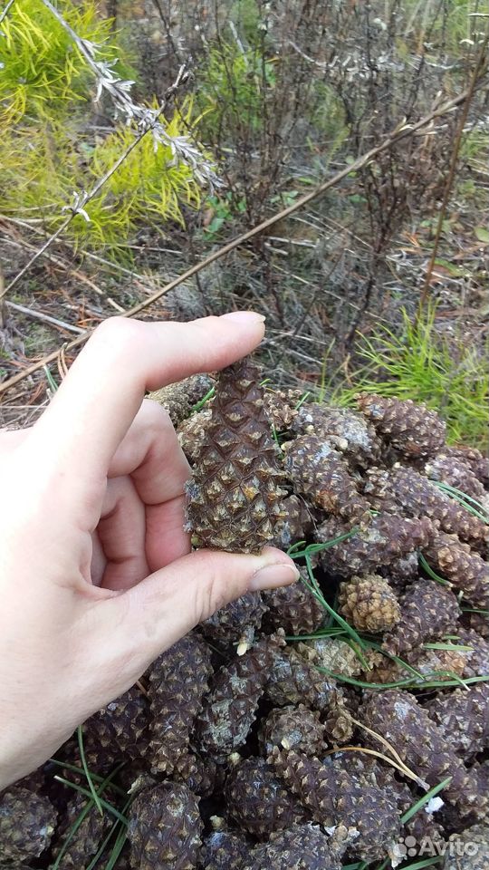 Семена Сосны обыкновенной - Pinus silvestris L купить на Зозу.ру - фотография № 8