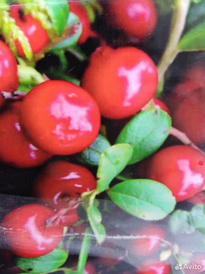 Дикие сибирские ягоды купить на Зозу.ру - фотография № 4