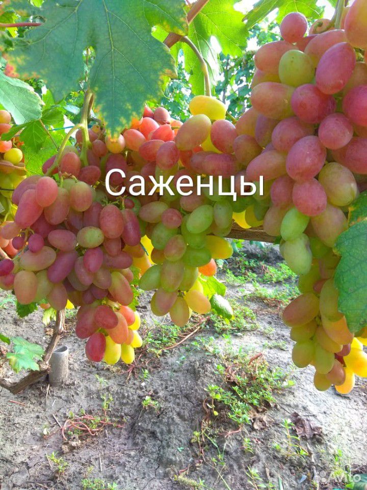 Саженцы столового винограда купить на Зозу.ру - фотография № 2