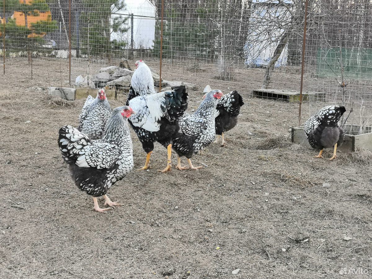 Инкубационное яйцо и цыплята породистых кур купить на Зозу.ру - фотография № 6