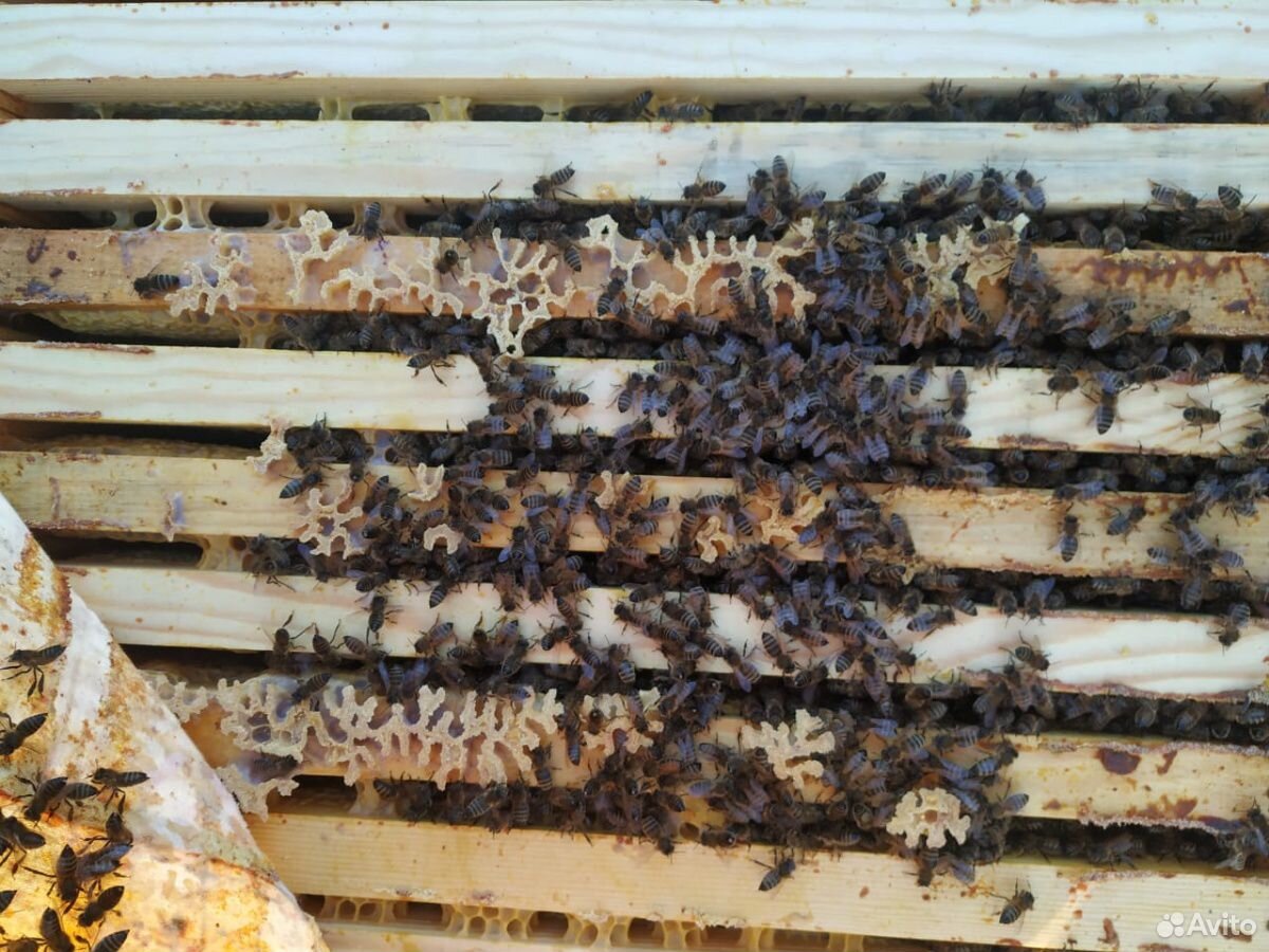 Пчелосемьи Карника купить на Зозу.ру - фотография № 2