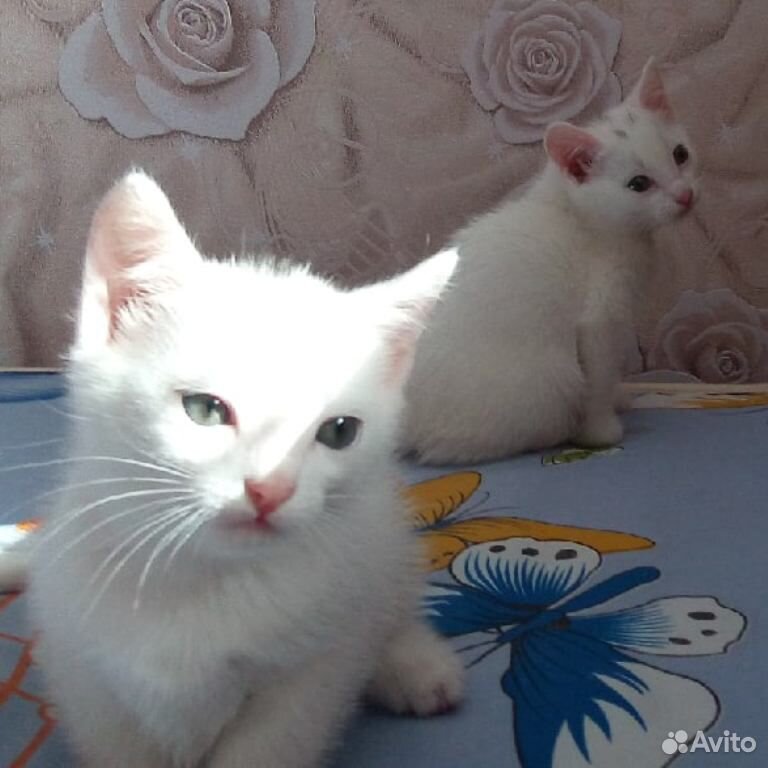 Котята в добрые ласковые руки купить на Зозу.ру - фотография № 4