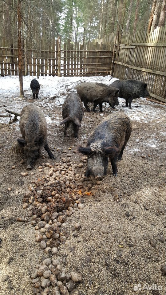 Кабанята, мясо кабана, свиньи купить на Зозу.ру - фотография № 4