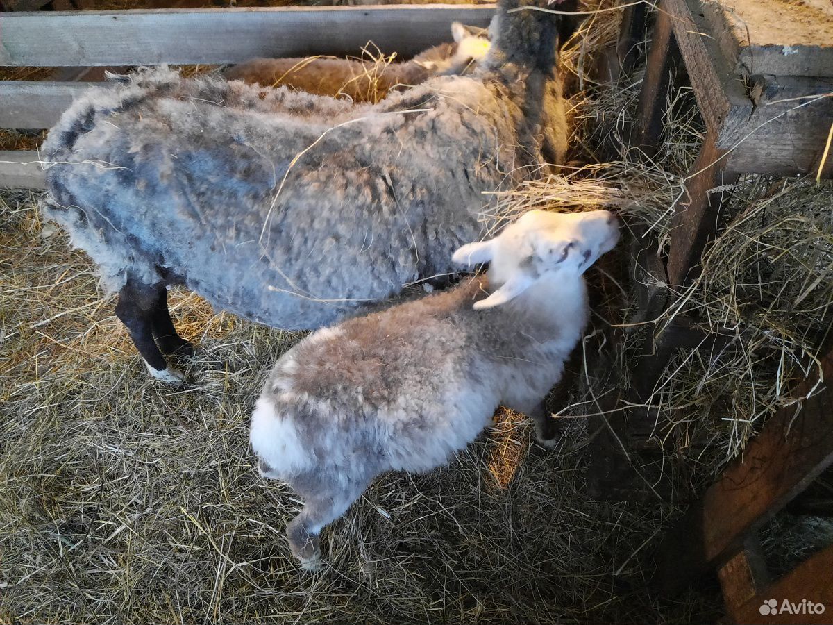 Продам овец, ягнят купить на Зозу.ру - фотография № 2