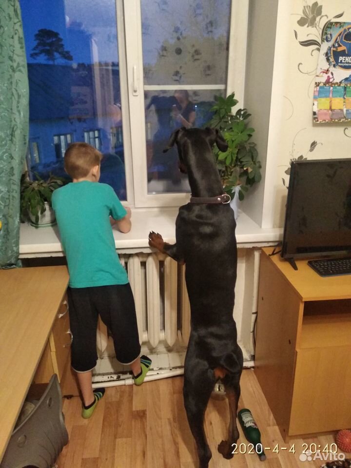 Собака доберман девочка купить на Зозу.ру - фотография № 1