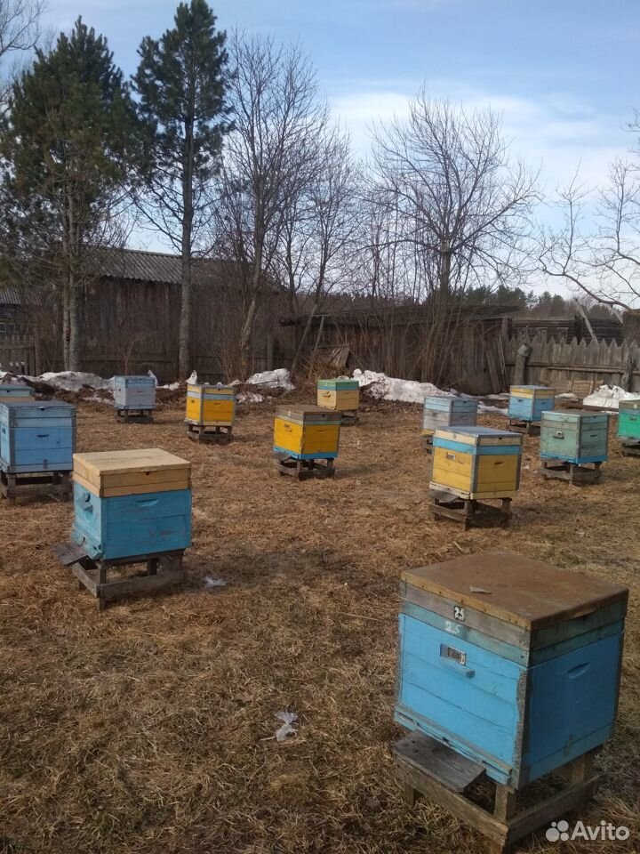 Пчелы, пчелопакеты, пчелосемьи, ульи купить на Зозу.ру - фотография № 1