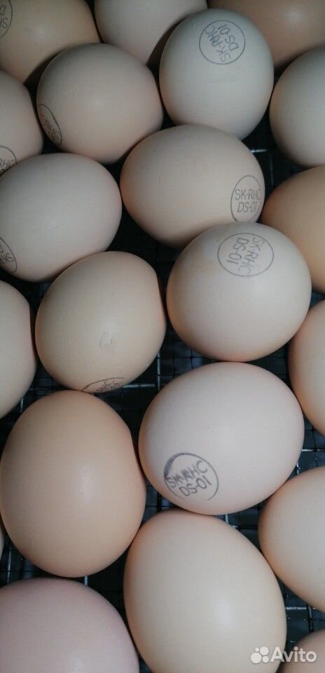 Кобб 500 инкубационное яйцо купить на Зозу.ру - фотография № 1