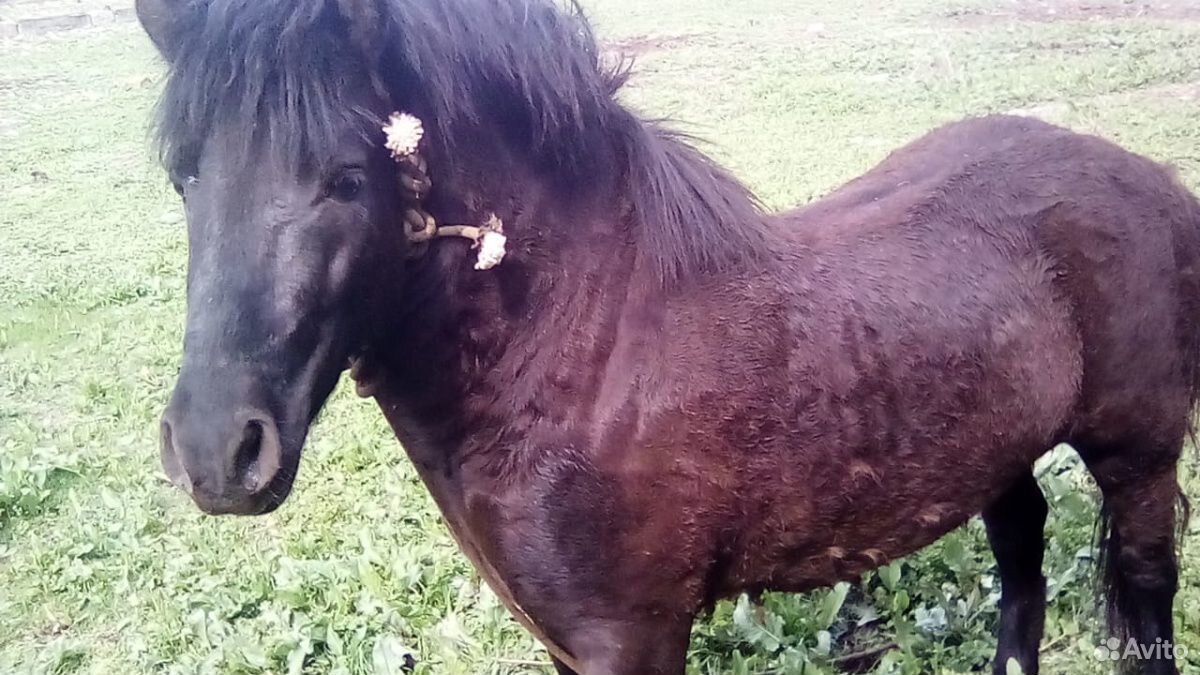 Продается конь шатланский пони купить на Зозу.ру - фотография № 4