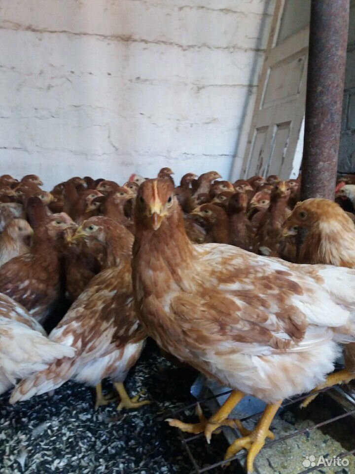 Ломан браун вес. Ломан Браун цыплята подрощенные. Ломан Браун 3 месяца.