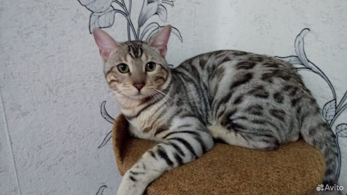 Бенгальский котик купить на Зозу.ру - фотография № 2