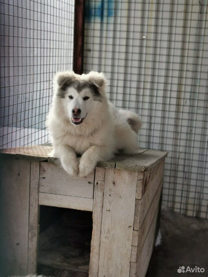 Собака в дар купить на Зозу.ру - фотография № 1