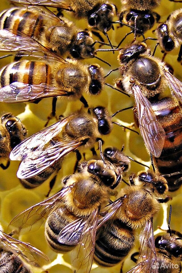 Продам пчелосемьи,пчелопакеты купить на Зозу.ру - фотография № 1