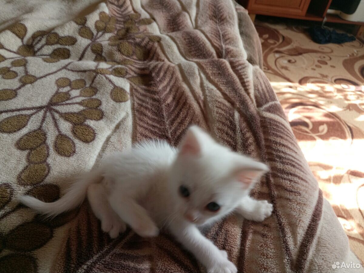 Отдам белоснежных котят купить на Зозу.ру - фотография № 2