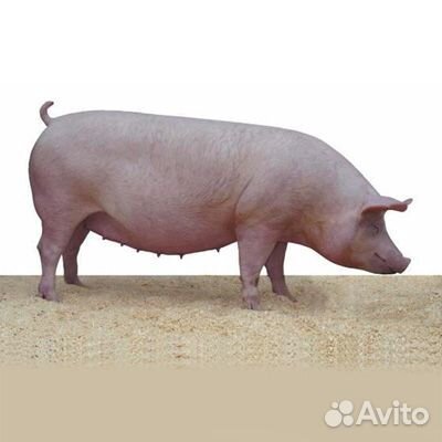 Свинья 180/200 кг купить на Зозу.ру - фотография № 1