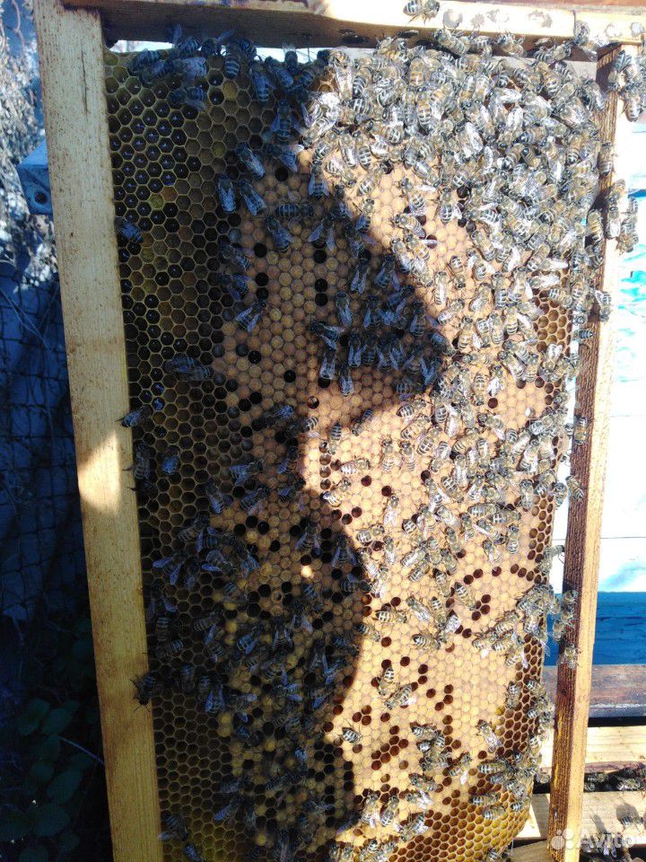 Продаю пчёл породы карпатка купить на Зозу.ру - фотография № 10