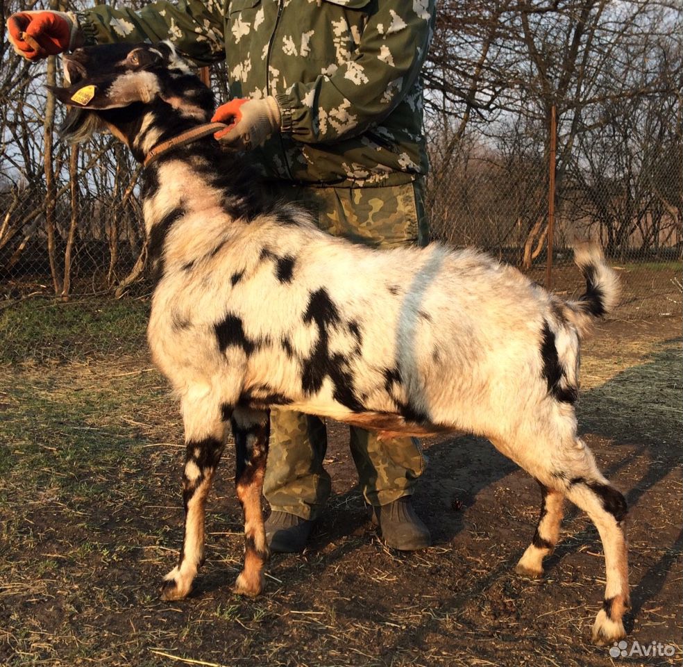 Чистопородный Англо-Нубийский козел с родословной купить на Зозу.ру - фотография № 3