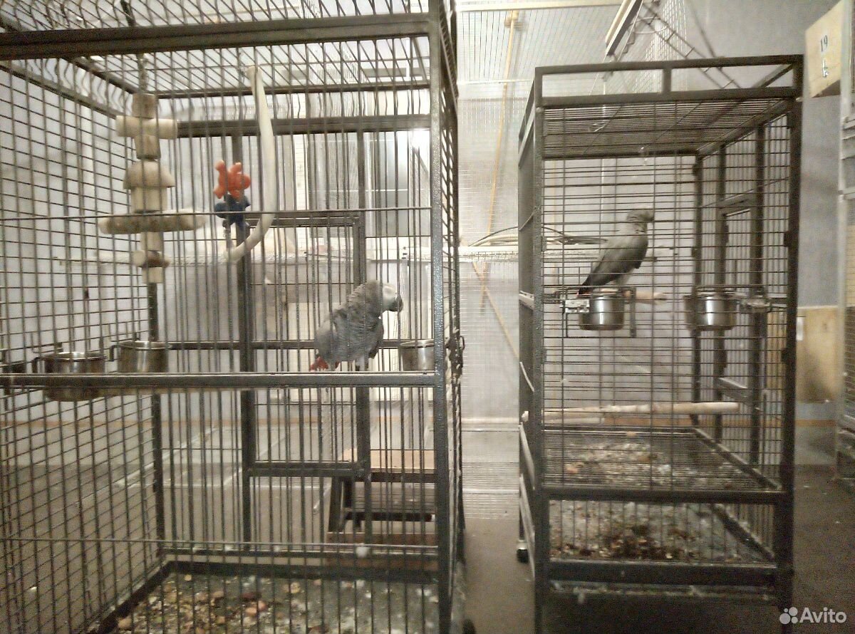 Большой серый попугай купить на Зозу.ру - фотография № 2